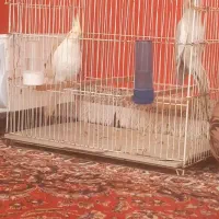 جفت عروس دستی|پرنده|بیرجند, |دیوار