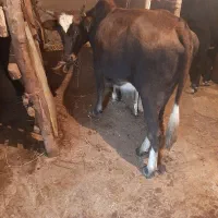 فروش گاو آبستن گوساله نر. تلم