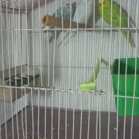 ۳ عدد مرغ. عشق.  با قفس و لوازم کامل