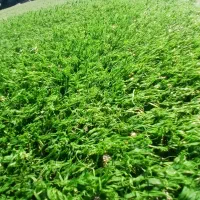 فروش ویژه چمن مصنوعی کارکرده