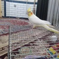عروس هلندی
