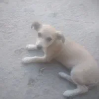 واگذاری سگ