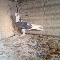 کفتر ۲تا ماده کاکولی پریا|پرنده|ری, ولی آباد|دیوار