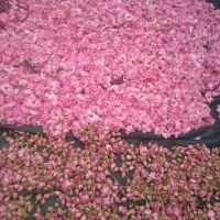 غنچه گل محمدی|خوردنی و آشامیدنی|سرداران, |دیوار