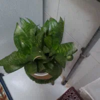 گلها همشون سالم.هستن