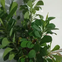 استخدام ویزیتور خانم و آقا