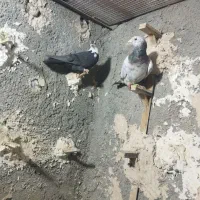 کبوتر پرش|پرنده|نیشابور, فرح بخش|دیوار