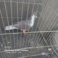 ۶تا کفتر قلمرو مقبول|پرنده|مشهد, هفده شهریور|دیوار