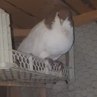 ساده زرد نر|پرنده|نیشابور, شهرک اندیشه|دیوار