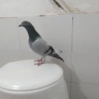 کفتر صید ۶عددنر قلدور