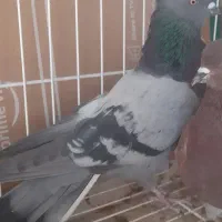 سبز کاکلی|پرنده|فردیس, نسترن شرقی|دیوار