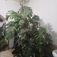 گل برگ انجیری|گل و گیاه طبیعی|فریدونکنار, |دیوار