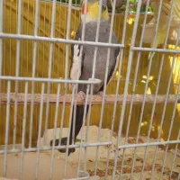 عروس هلندی|پرنده|الوند, |دیوار