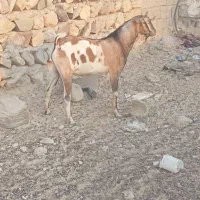 فروش کهر نر چاق مخصوص داشت و قصابی|حیوانات مزرعه|بندرلنگه, |دیوار