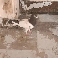 کفتر|پرنده|کازرون, |دیوار