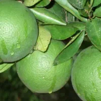 نارنج سر درختی