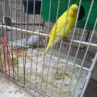 یک جفت مرغ عشق باقفس ووسایل