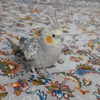 عروس‌هلندی دس باز|پرنده|مریوان, |دیوار