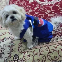 سگ خانگی مهربون