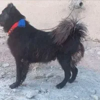 واگذاری سگ گله ای نگهبان