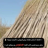 نهال صنوبر مناسب پوشش سبز|خدمات باغبانی و درختکاری|سرپل ذهاب, |دیوار