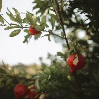 کارگر کار کشاورزی ، باغ و کندن زمین هستم
