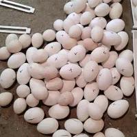 تخم غاز خوراکی