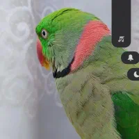 شاه طوطی|پرنده|تهران, امام حسین|دیوار