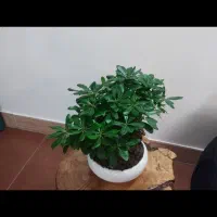 بونسای ژاپنی طبیعی|گل و گیاه طبیعی|فلاورجان, |دیوار