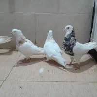 کبوتر طوقی+دم چتری کاکل پرپا|پرنده|یزد, |دیوار