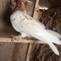 کفتر|پرنده|فاروج, |دیوار