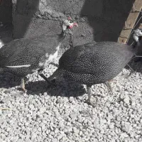 پرنده شاخدار|حیوانات مزرعه|پلدختر, |دیوار