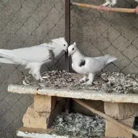 کبوتر|پرنده|ساوه, |دیوار