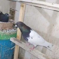 کبوتر کله دار|پرنده|دهگلان, |دیوار