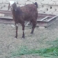 بز ...