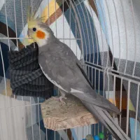 یک جفت عروس هلندی