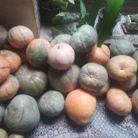 فروش کدوحلوایی درجه 1