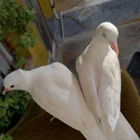 کبوتر خانگی|پرنده|دلیجان, |دیوار