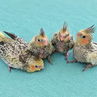 عروس هلندی (سرلاکی)