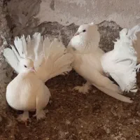کبوتر دمچتری انگلیسی
