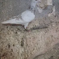 سار آبگن قلدر
