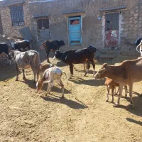 گاو وگوساله|حیوانات مزرعه|ابرکوه, |دیوار