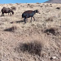 دوراس میش غزل افشار ابستن