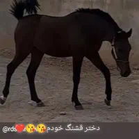 مادیان2.5نوه مشگی مند اسمال کره پویا