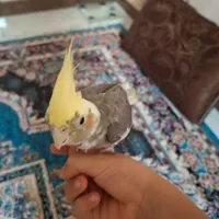 معاوضه عروس هلندی دستی با طوطی کوتوله تازه دون خور|پرنده|اصفهان, دشتستان|دیوار