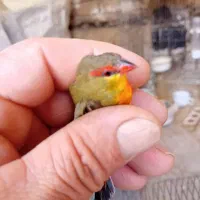 فنچ سینه طلایی|پرنده|ساوه, |دیوار