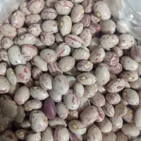 لوبیا چیتی2500کیلو