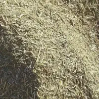 گیاه  نرم و سبز