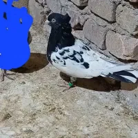 کله سیاه|پرنده|زاهدان, |دیوار