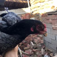 مرغ لاری
